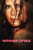 Ночная сучка