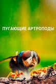 Пугающие артроподы