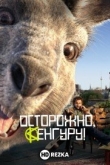 Осторожно, Кенгуру!