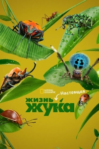 Приключения настоящего Флика